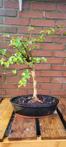 Berkeboom bonsai (Betula pendula) - 35×30 cm - Nederland