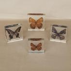 Vlinder Taxidermie volledige montage - Lepidoptera - 10 cm -, Nieuw