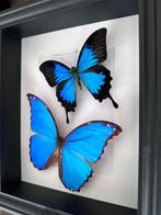 Vlinder Taxidermie volledige montage - Magnifique Envol de, Antiek en Kunst, Curiosa en Brocante