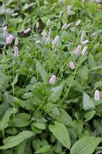 Adderwortel Persicaria bistorta Superba 5-10 Pot P9, Tuin en Terras, Planten | Tuinplanten