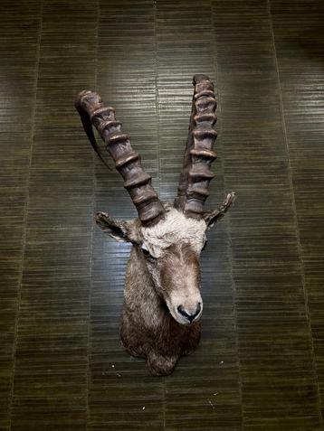 Ibex - Steenbok Taxidermie Opgezette Dieren By Max beschikbaar voor biedingen