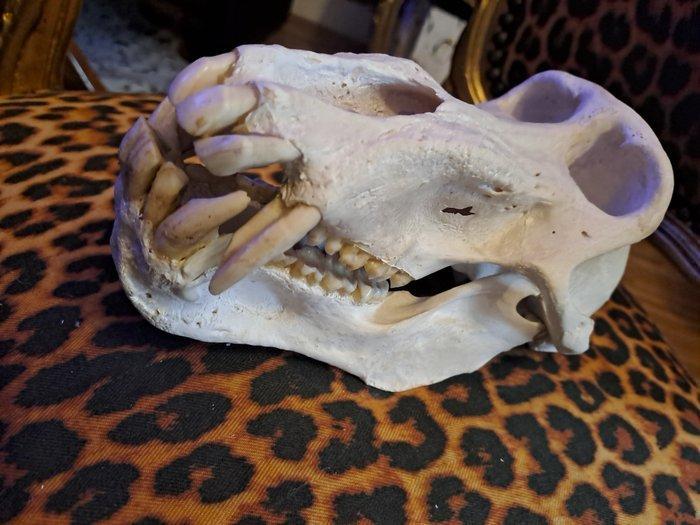 Chacma, ook bekend als Kaapse bavian Bot - Papio ursinus -, Verzamelen, Dierenverzamelingen