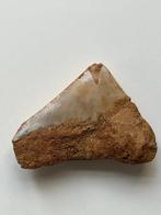 Megalodon tand 5,5 cm - Fossiele tand - Carcharocles