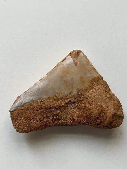 Megalodon tand 5,5 cm - Fossiele tand - Carcharocles, Verzamelen, Mineralen en Fossielen