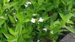 Weigela 'Bristol Snowflake' , witte weigelia, In pot, Halfschaduw, Ophalen of Verzenden, Minder dan 100 cm