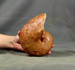 Nautiloïd met een schelp. - Gefossiliseerd dier - Cenoceras