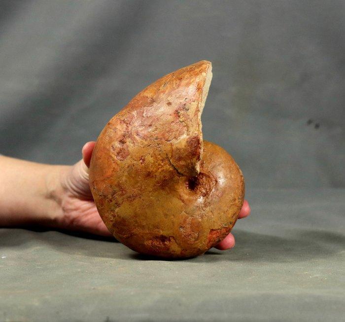 Nautiloïd met een schelp. - Gefossiliseerd dier - Cenoceras, Verzamelen, Mineralen en Fossielen