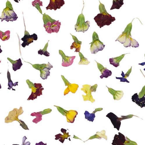 Eetbare Gedroogde Primula (50 stuks), Hobby en Vrije tijd, Taarten en Cupcakes maken, Nieuw, Verzenden