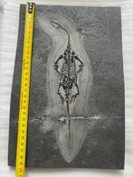 Zeereptiel - Gefossiliseerd dier - Keichousaurus - 30.1 cm -