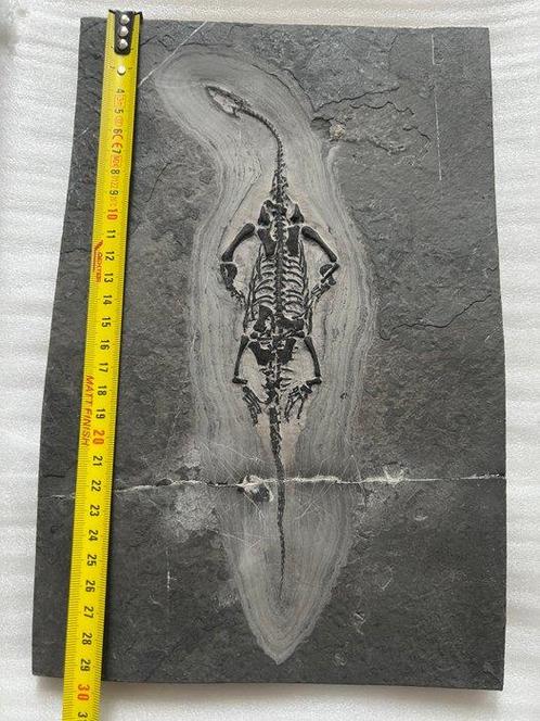 Zeereptiel - Gefossiliseerd dier - Keichousaurus - 30.1 cm -, Verzamelen, Mineralen en Fossielen