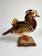Mandarijn-eend Taxidermie volledige montage - Aix, Nieuw