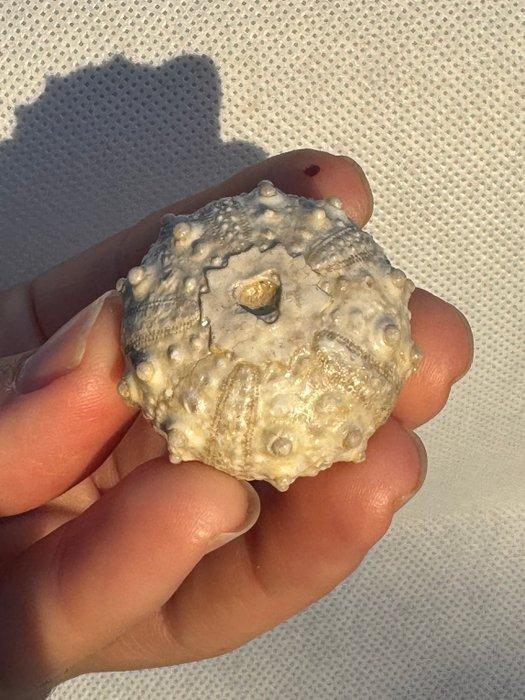 Zee-egel - Gefossiliseerd dier - Conopygus - 3,3 cm (Zonder, Verzamelen, Mineralen en Fossielen