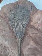 Crinoide - Gefossiliseerd dier - 43 cm, Verzamelen, Mineralen en Fossielen
