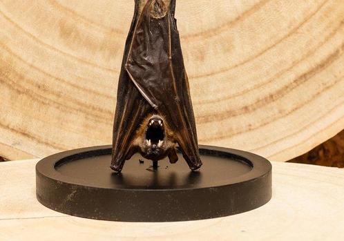 Vleermuis Taxidermie volledige montage - Cynopterus minutus, Verzamelen, Dierenverzamelingen