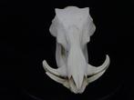 African Warthog Schedel - Phacochoerus africanus - 19 cm -, Verzamelen, Dierenverzamelingen, Nieuw