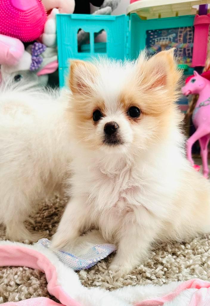 Teefjes Maltipom , beide ouders aanwezig,  2 x ingeent, Dieren en Toebehoren, Honden | Chihuahua's en Gezelschapshonden, Meerdere