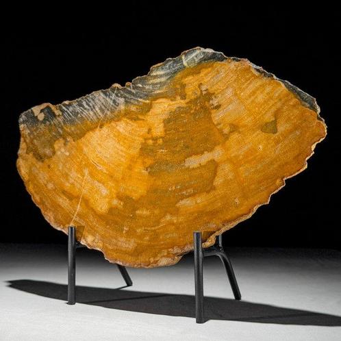 Prachtig stuk versteend hout op een op maat gemaakte, Antiek en Kunst, Kunst | Designobjecten