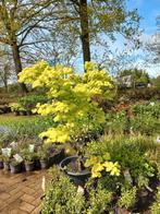 Acer shiriwasum aureum 125/150cm Japanse Goudesdoorn, Tuin en Terras, Ophalen