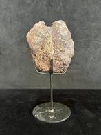 Dinosaurus - Fossiel bot - Agujaceratops - 13 cm - 10 cm, Verzamelen