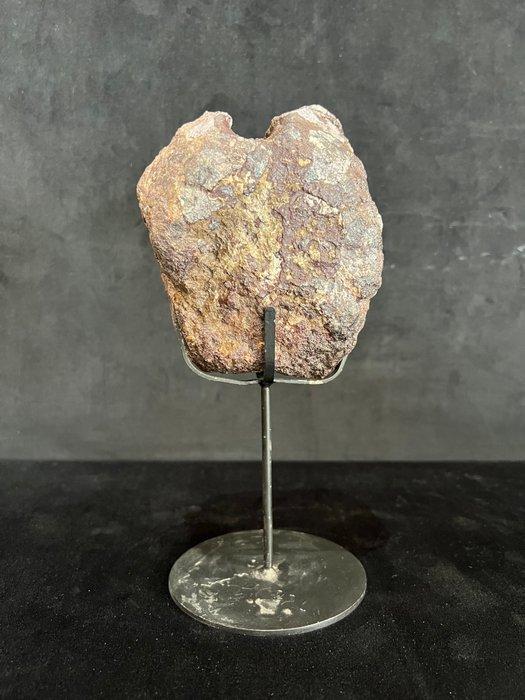 Dinosaurus - Fossiel bot - Agujaceratops - 13 cm - 10 cm, Verzamelen, Mineralen en Fossielen