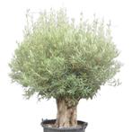 Olijfboom - dikke oude bast - Omtrek: 60-70 cm | Hoogte: 120