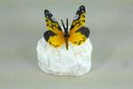sculptuur, Beautiful Butterfly - 1.3 kg - 10 cm - Brons,