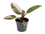 Philodendron Pink Princess 15 cm, Huis en Inrichting, Kamerplanten, Overige soorten, Minder dan 100 cm, Volledige schaduw, In pot