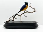 Golden Breasted Starling Taxidermie volledige montage -, Nieuw