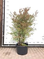 5x Blauwe bes Vaccinium Bluecrop, Fruitstruik, Vruchtdr, Nieuw