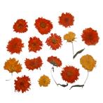 Eetbare Geperste Goudsbloemen (15 stuks)**, Verzenden, Nieuw