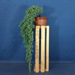 Jeneverbes bonsai (Juniperus) - Hoogte (boom): 49 cm -