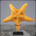 Mooie zeester Asterias Rubens op stand- 343.95 g, Nieuw