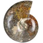 Hoge kwaliteit - Rainbow Ammonite - 20x17x4 cm Geode- 1.45