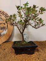 Azalea bonsai (Rhododendron) - Hoogte (boom): 26 cm - Diepte
