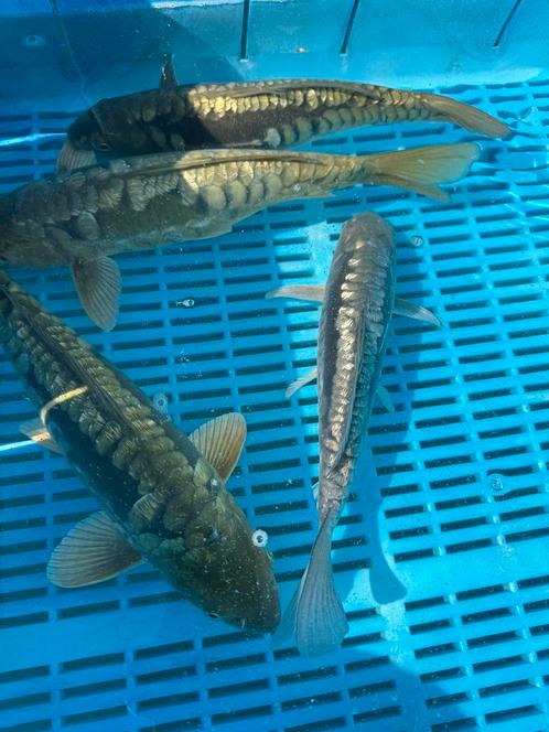 Koi en Vijverbouw   Koi veiling, Dieren en Toebehoren, Vissen | Vijvervissen, Karper of Koi