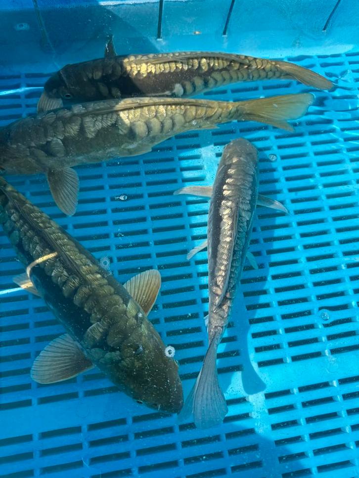 Koi en Vijverbouw   Koi veiling, Dieren en Toebehoren, Vissen | Vijvervissen, Karper of Koi