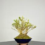 Sneeuwroos bonsai (Serissa foetida) - Hoogte (boom): 18 cm -
