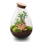 DIY Planten terrarium - Drop XL Bonsai red - Ø 24 cm  37, Verzenden