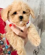 Schattige maltipoo f1 , NL nestje , hypoallergeen, Dieren en Toebehoren, Honden | Chihuahua's en Gezelschapshonden, Parvo, Overige rassen