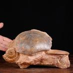 Fossiele schelpen specimen. - Fossiel fragment - Matrice, Antiek en Kunst