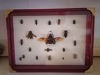 Kevers-Beetles Taxidermie wandmontage - Calcosoma, Antiek en Kunst, Curiosa en Brocante
