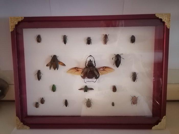 Kevers-Beetles Taxidermie wandmontage - Calcosoma, Antiek en Kunst, Curiosa en Brocante