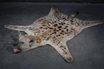 Hyena Taxidermie schoudermontage - Crocuta crocuta - 130 cm, Verzamelen, Nieuw