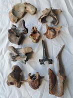 Fossiel bot - 10 pieces mammoth, deer, wisent, etc  (Zonder, Verzamelen