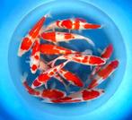 Hirasawa Marusei 28-35cm (Japanse Koi), Dieren en Toebehoren, Vissen | Vijvervissen, Karper of Koi