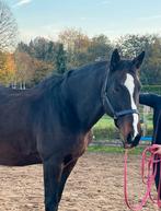 Bijrijder gezocht – lieve 20-jarige KWPN-merrie, Ruiter of Bijrijder
