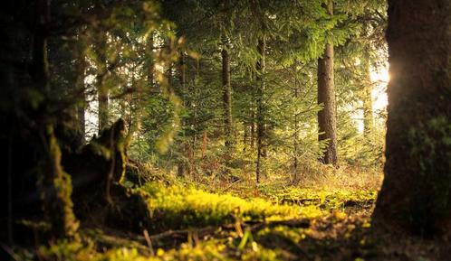 Retreat België I Ardennen I Een midweek van rust in november, Vakantie, Vakantie | Groepen en Rondreizen
