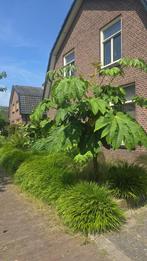 Te huur: Huis Enkweg in Olst, Olst, Overijssel