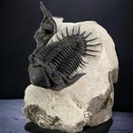 Een paar Trilobieten op de oorspronkelijke matrix -, Verzamelen, Mineralen en Fossielen