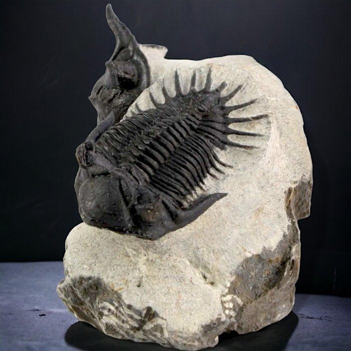 Een paar Trilobieten op de oorspronkelijke matrix -, Verzamelen, Mineralen en Fossielen